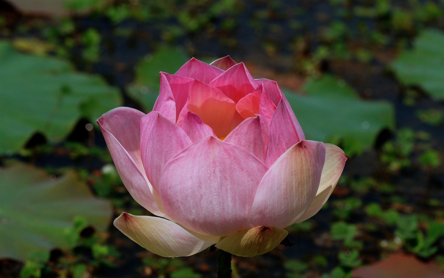 Lotus tapety foto (2) #2 - 1440x900