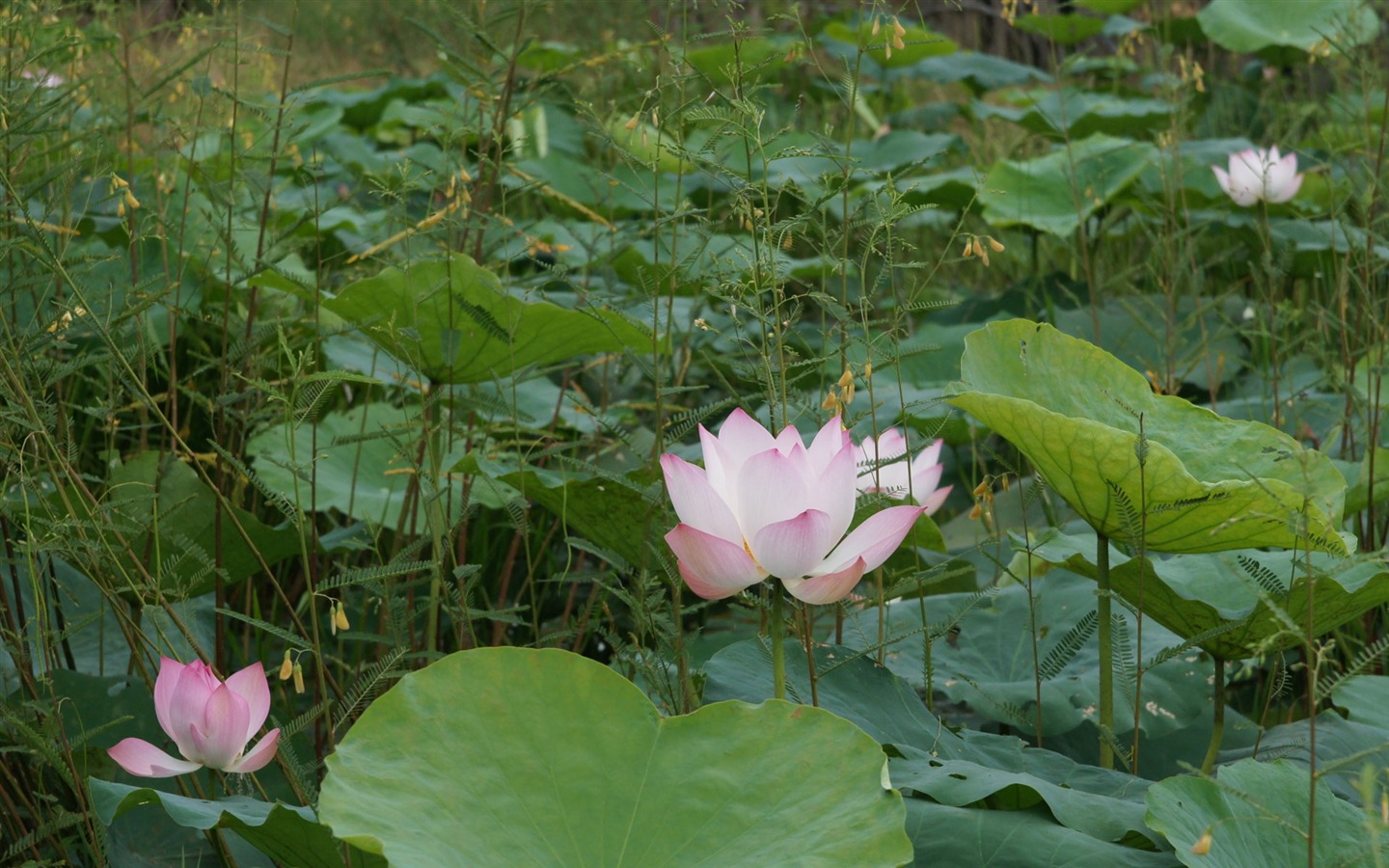 Lotus Fototapete (2) #8 - 1440x900