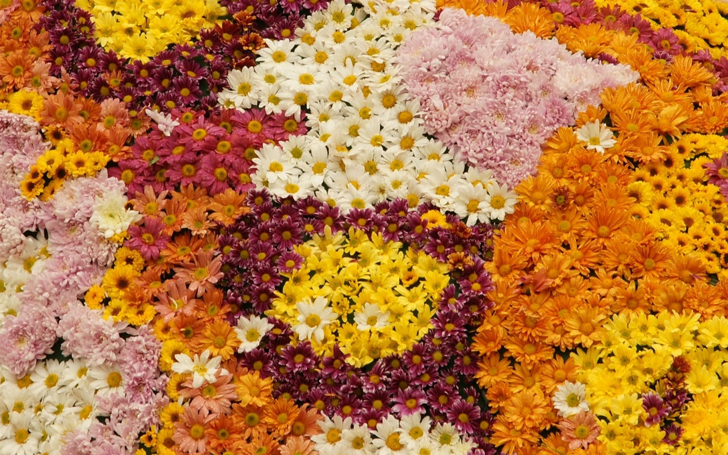 fleurs colorées décorent fond d'écran (1) #3 - 1440x900