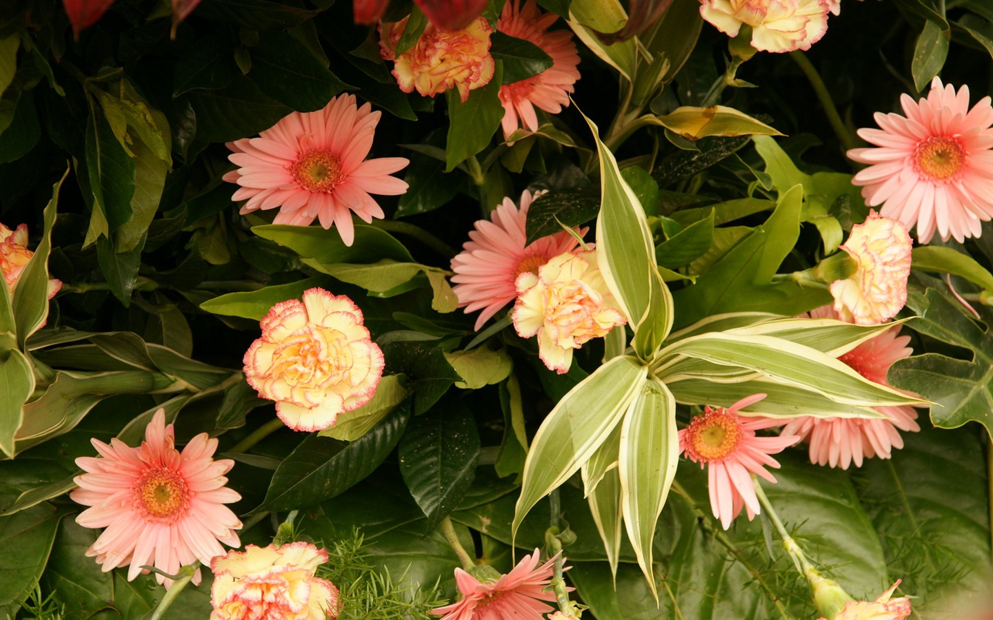 fleurs colorées décorent fond d'écran (1) #17 - 1440x900