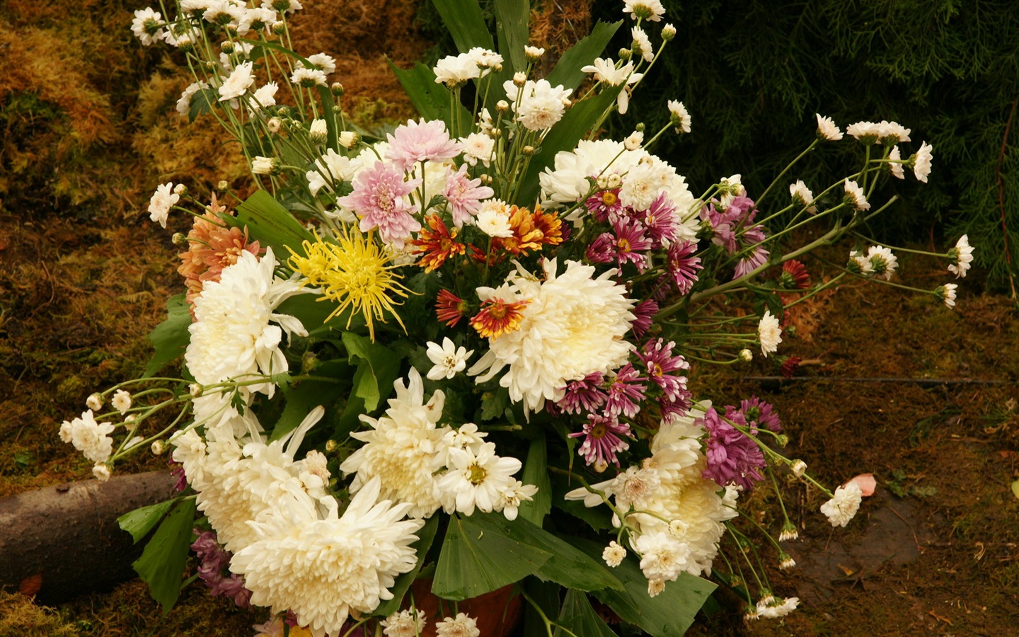 fleurs colorées décorent fond d'écran (3) #1 - 1440x900