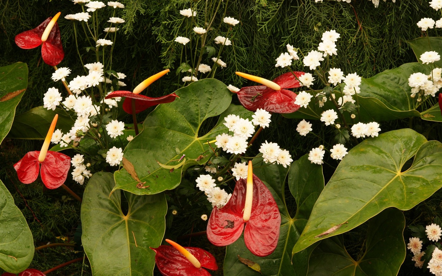 fleurs colorées décorent fond d'écran (3) #6 - 1440x900