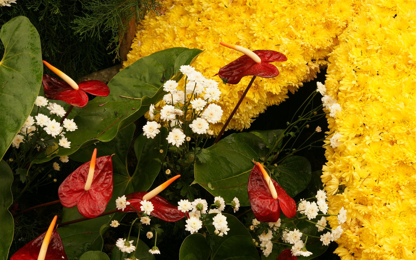 fleurs colorées décorent fond d'écran (3) #7 - 1440x900