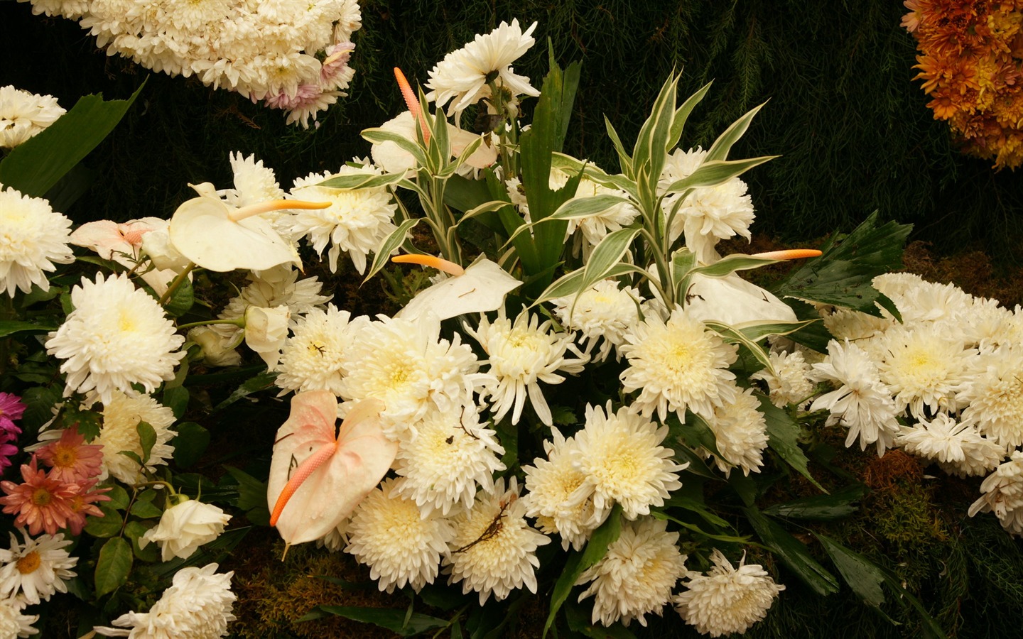 fleurs colorées décorent fond d'écran (3) #14 - 1440x900