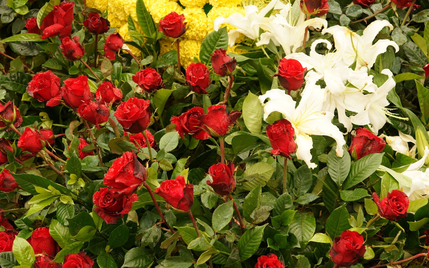 fleurs colorées décorent fond d'écran (3) #19 - 1440x900