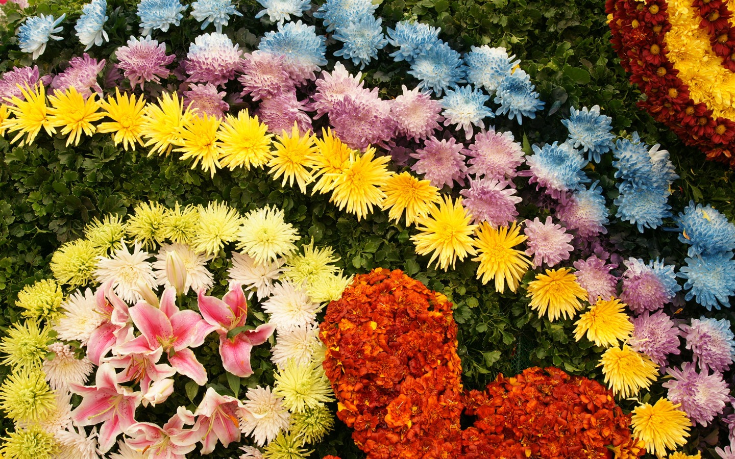 七彩花朵裝飾 壁紙(四) #1 - 1440x900
