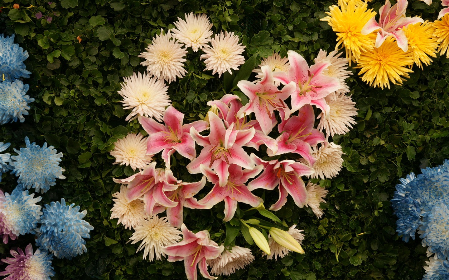 Красочные цветы украшают обои (4) #4 - 1440x900