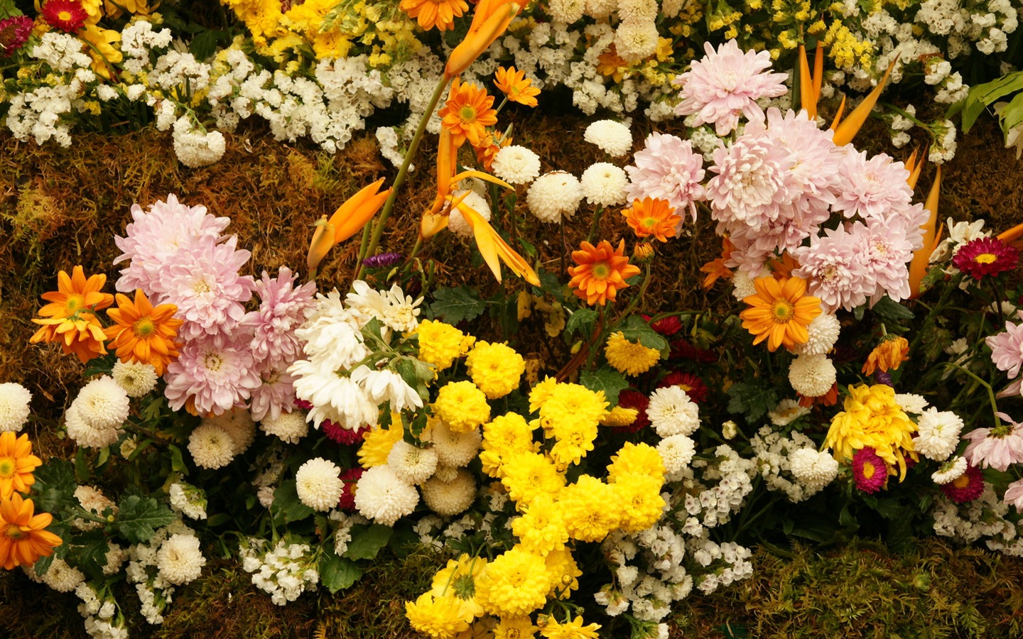 色とりどりの花は、 (4) 壁紙を飾る #9 - 1440x900