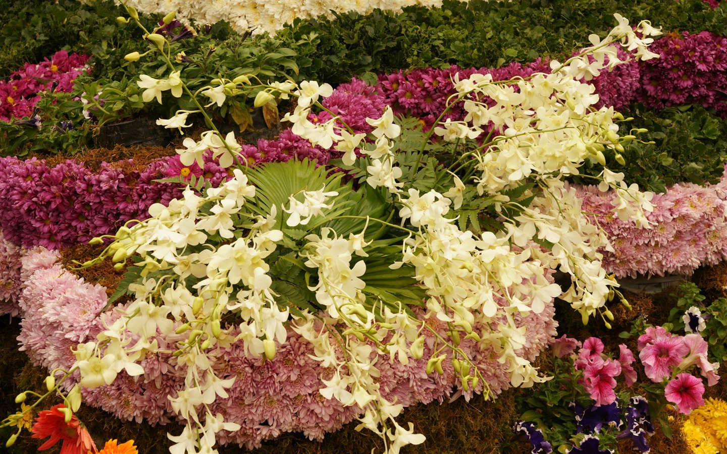 Barevné květy zdobí tapety (4) #20 - 1440x900