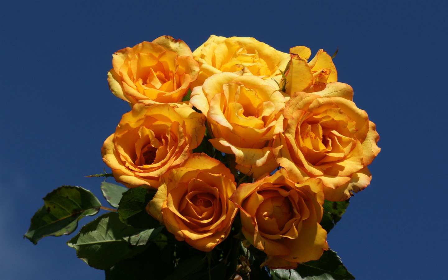fleurs fond d'écran Widescreen close-up (31) #15 - 1440x900