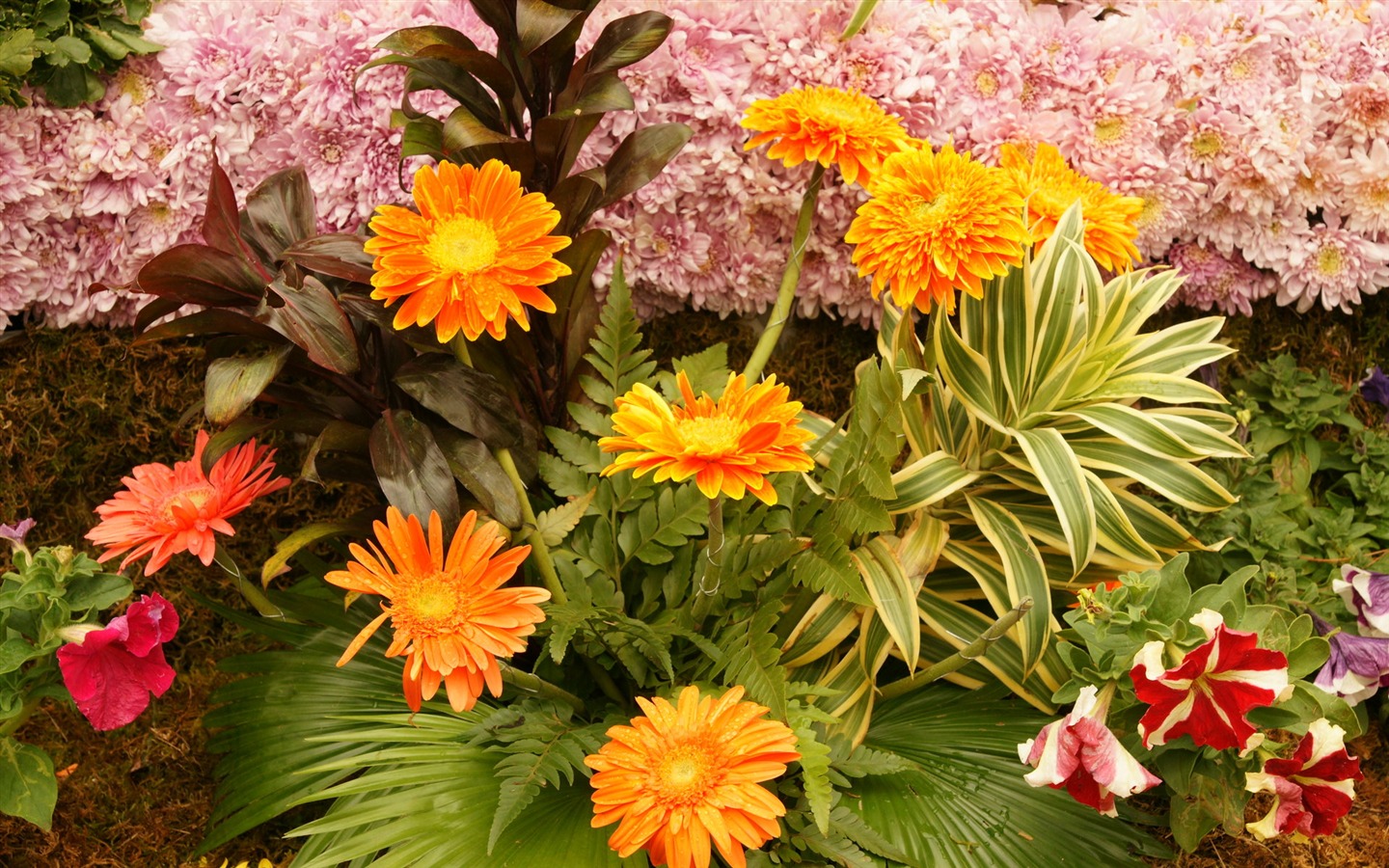 fleurs fond d'écran Widescreen close-up (31) #16 - 1440x900
