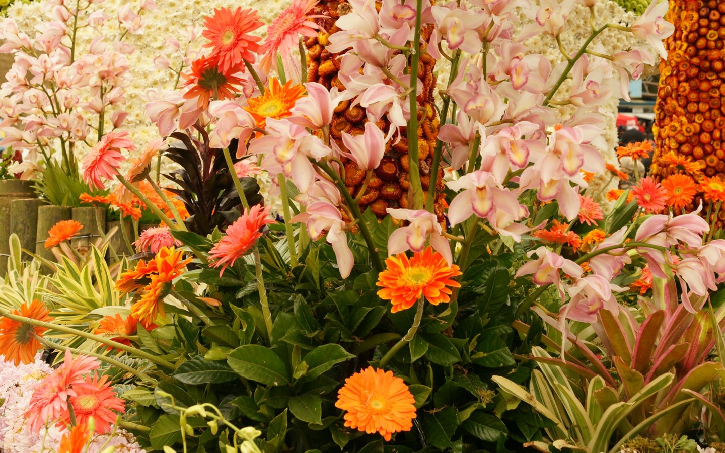 Širokoúhlý tapety květiny close-up (31) #18 - 1440x900