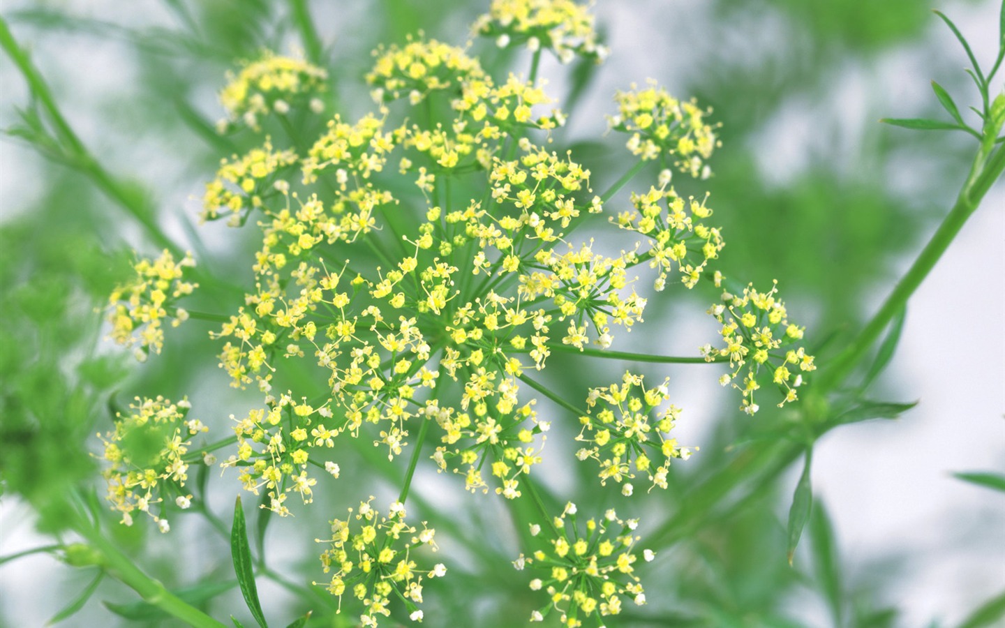 fonds d'écran à base de plantes et la vie #7 - 1440x900