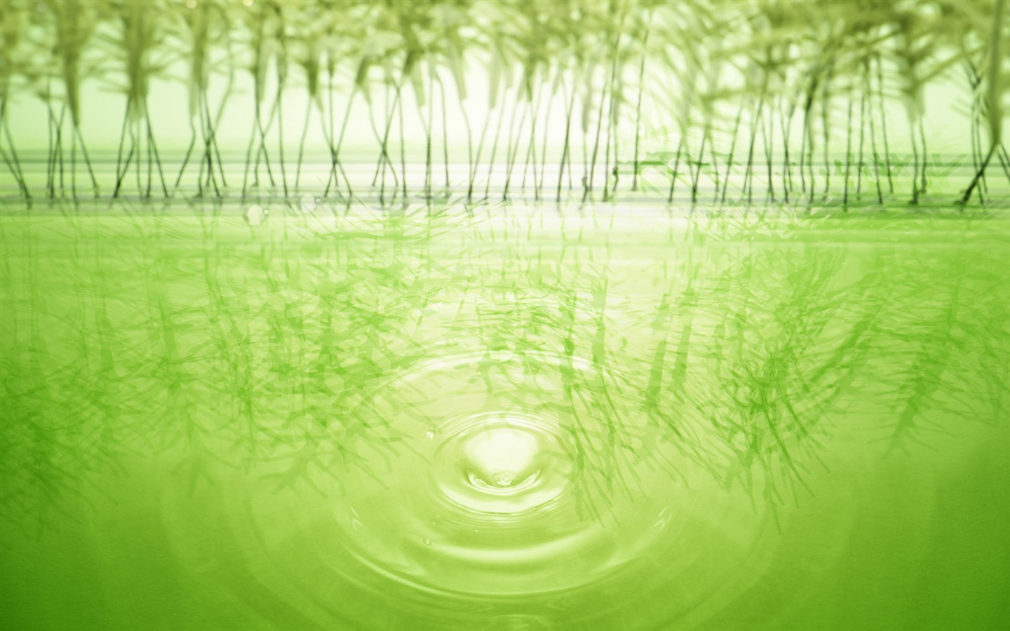 綠色與自然 壁紙(四) #19 - 1440x900
