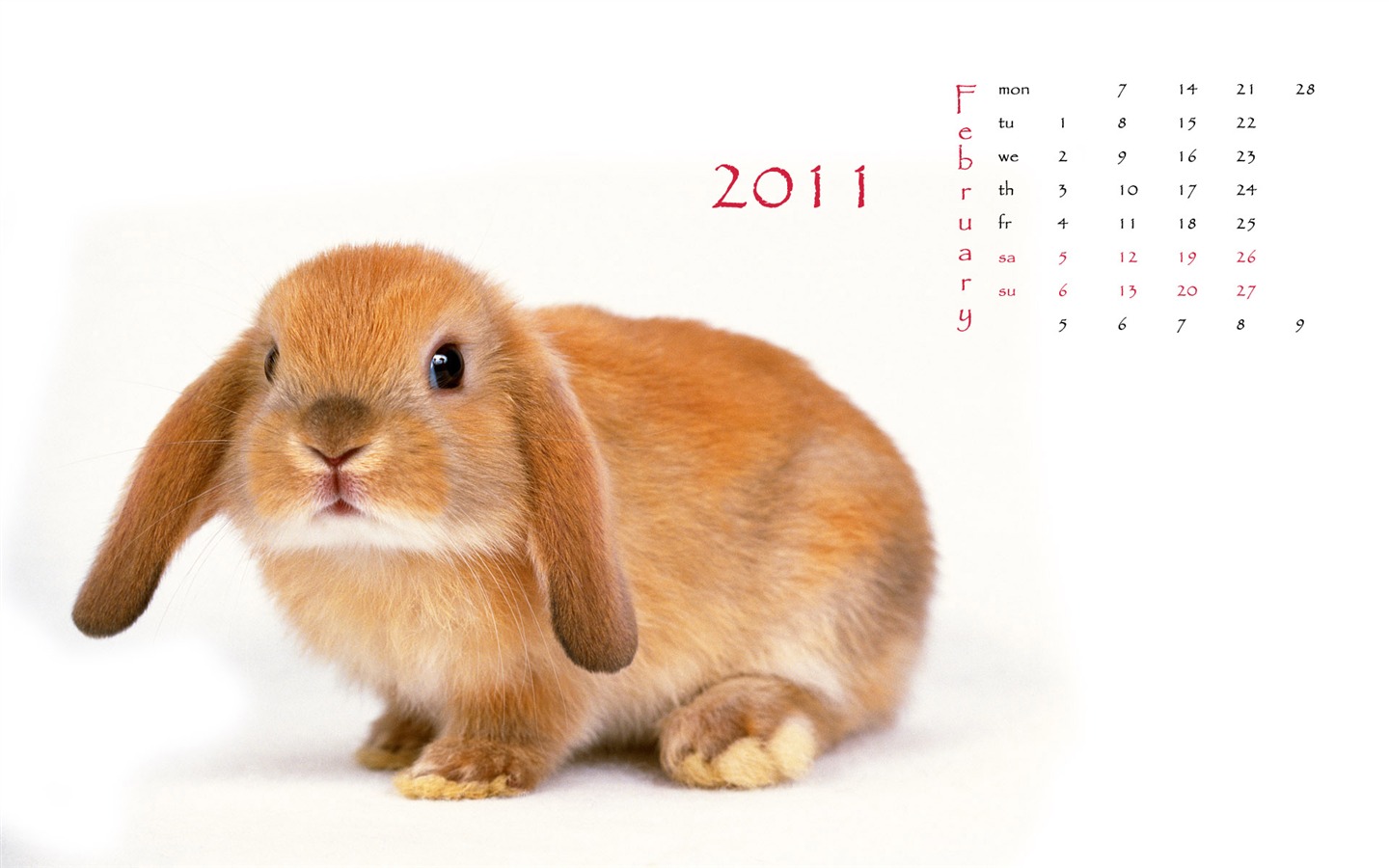 Année du papier peint Rabbit calendrier 2011 (1) #1 - 1440x900