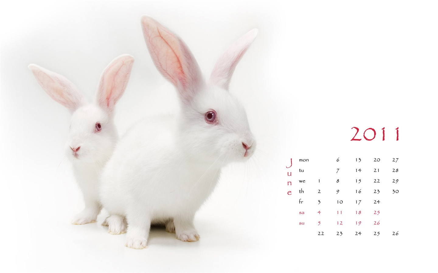 Année du papier peint Rabbit calendrier 2011 (1) #6 - 1440x900