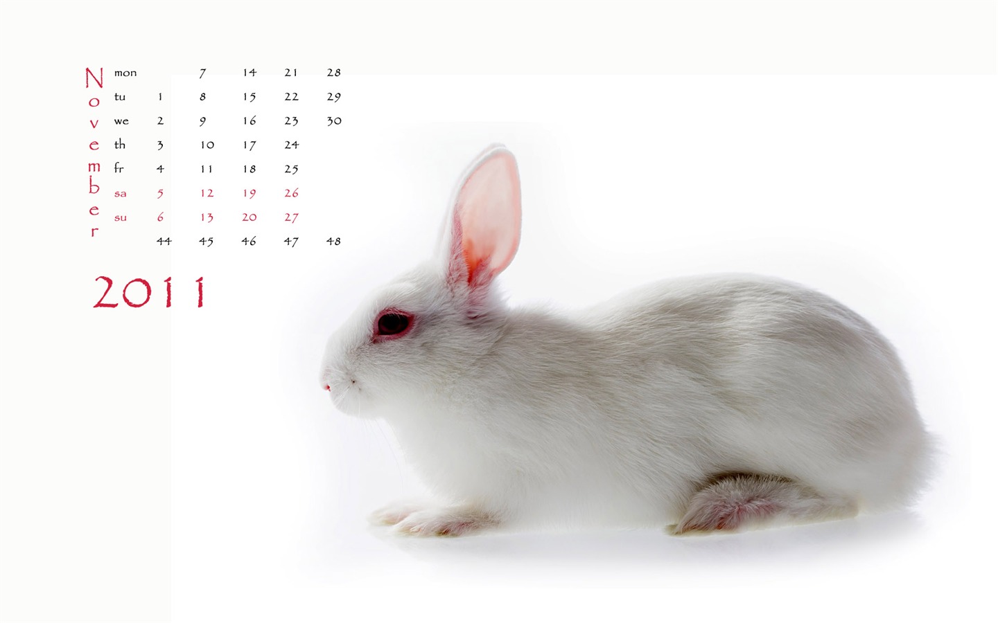 Année du papier peint Rabbit calendrier 2011 (1) #11 - 1440x900