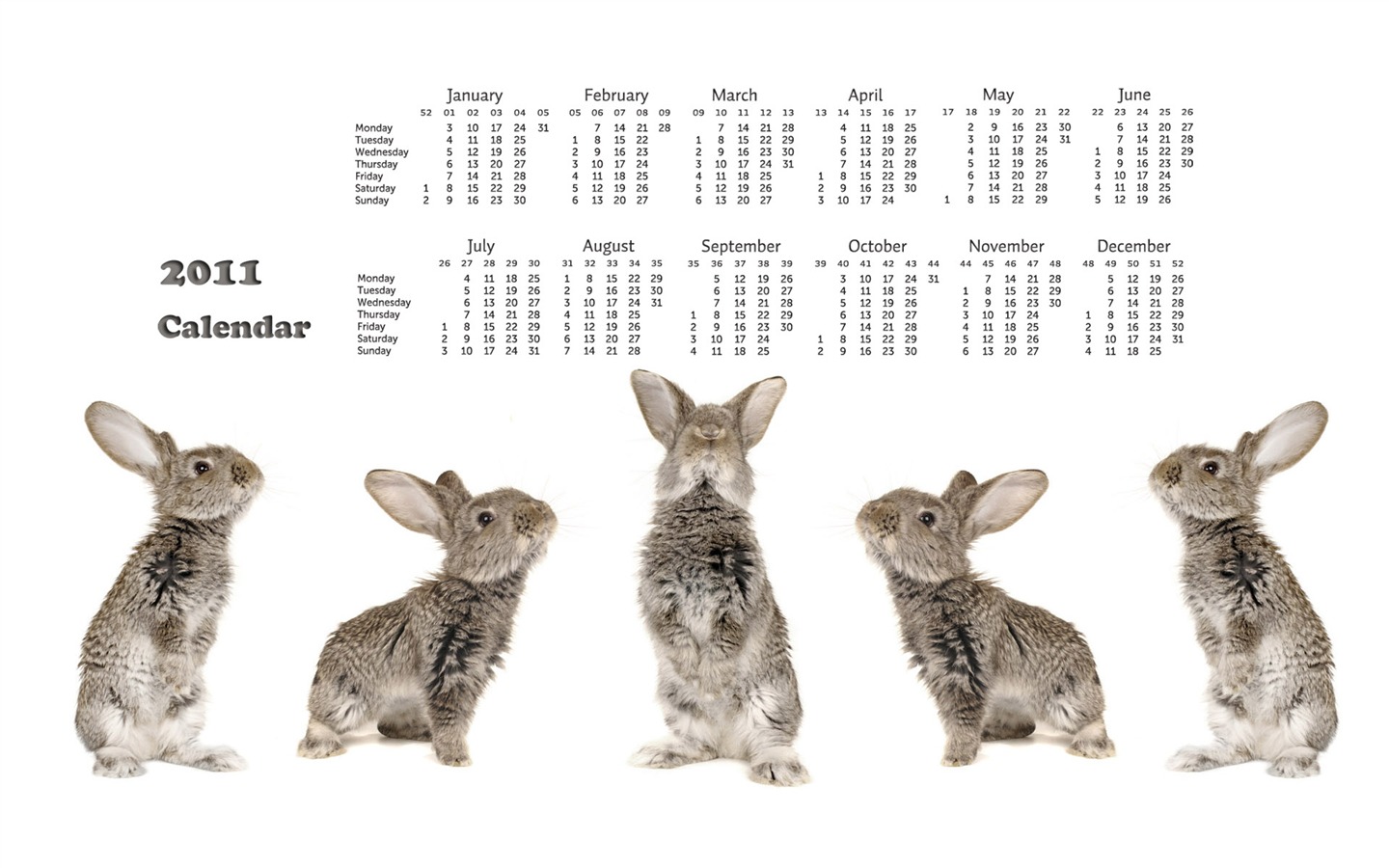 Год Кролика 2011 календарь обои (1) #18 - 1440x900