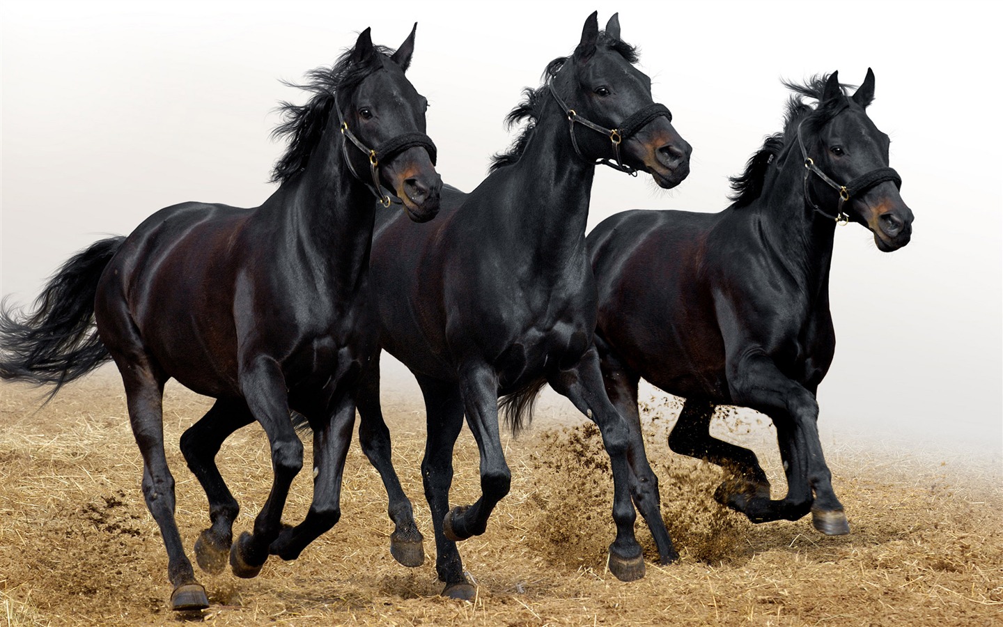 Супер лошадь фото обои (1) #2 - 1440x900