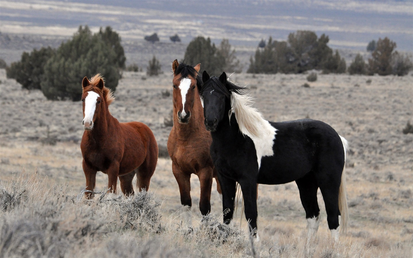 Супер лошадь фото обои (1) #5 - 1440x900