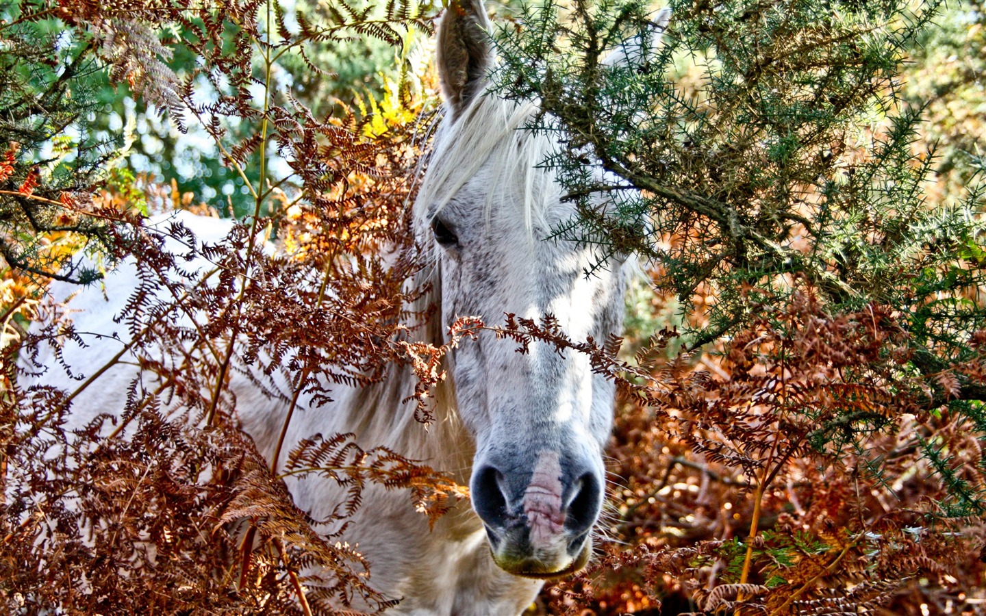 Супер лошадь фото обои (1) #8 - 1440x900