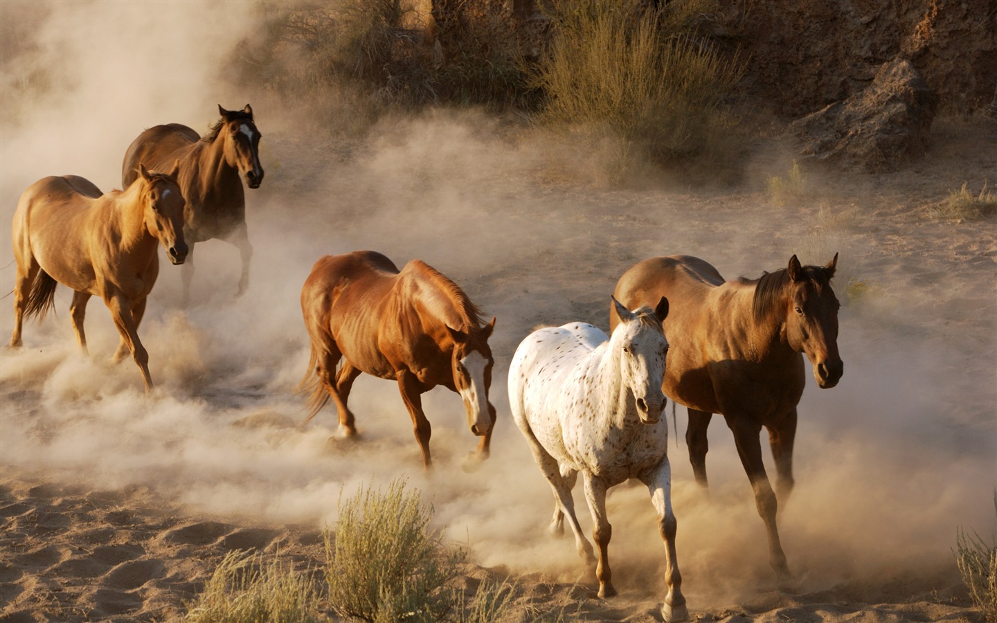 Caballo Super fotografía de fondo (1) #13 - 1440x900