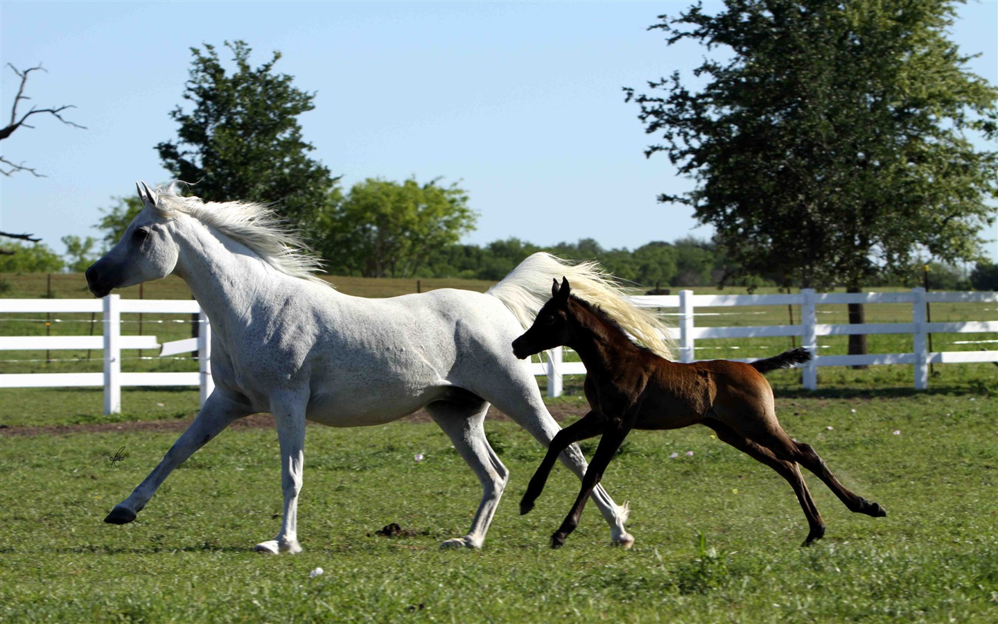 Супер лошадь фото обои (1) #14 - 1440x900
