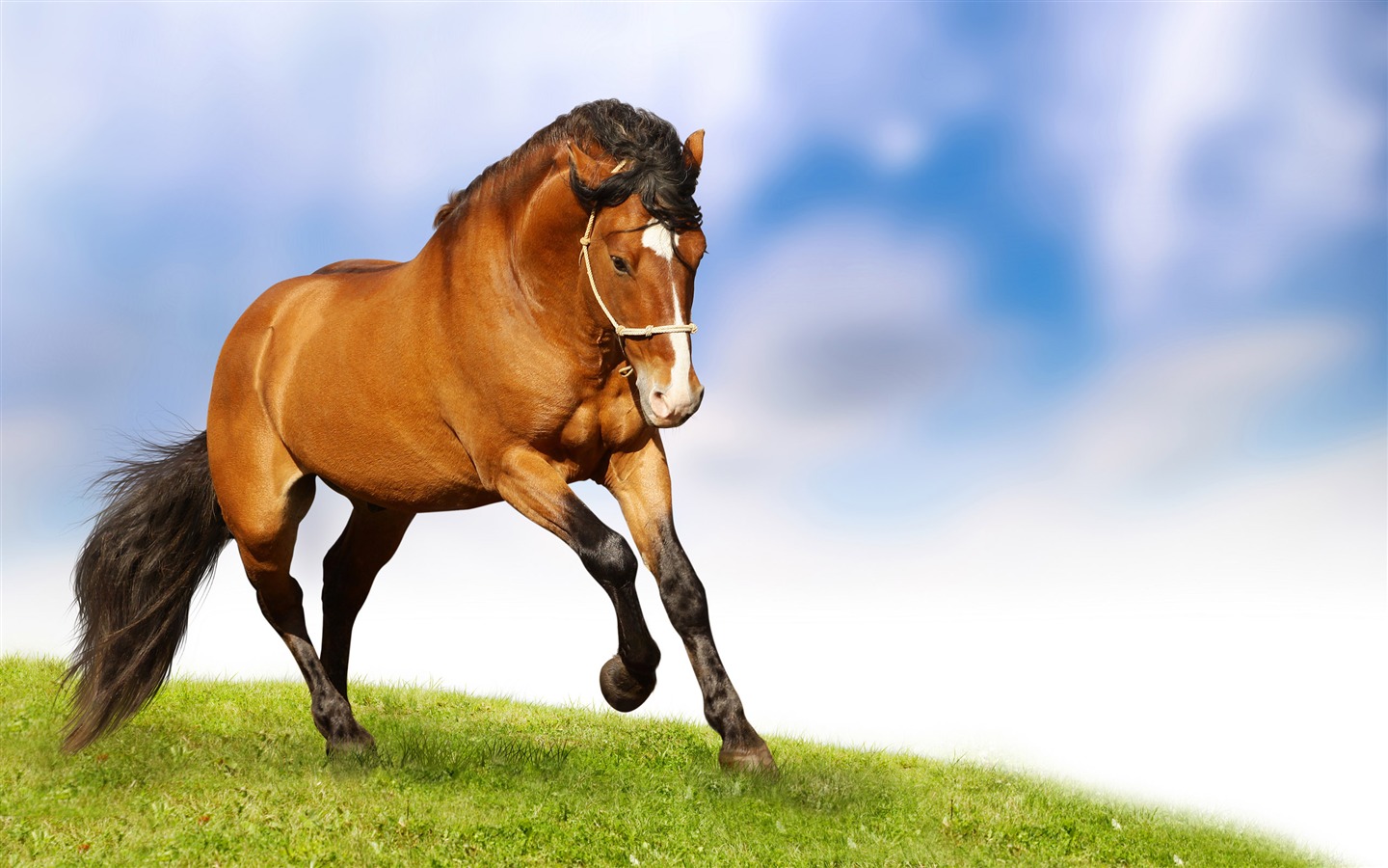 Супер лошадь фото обои (2) #1 - 1440x900
