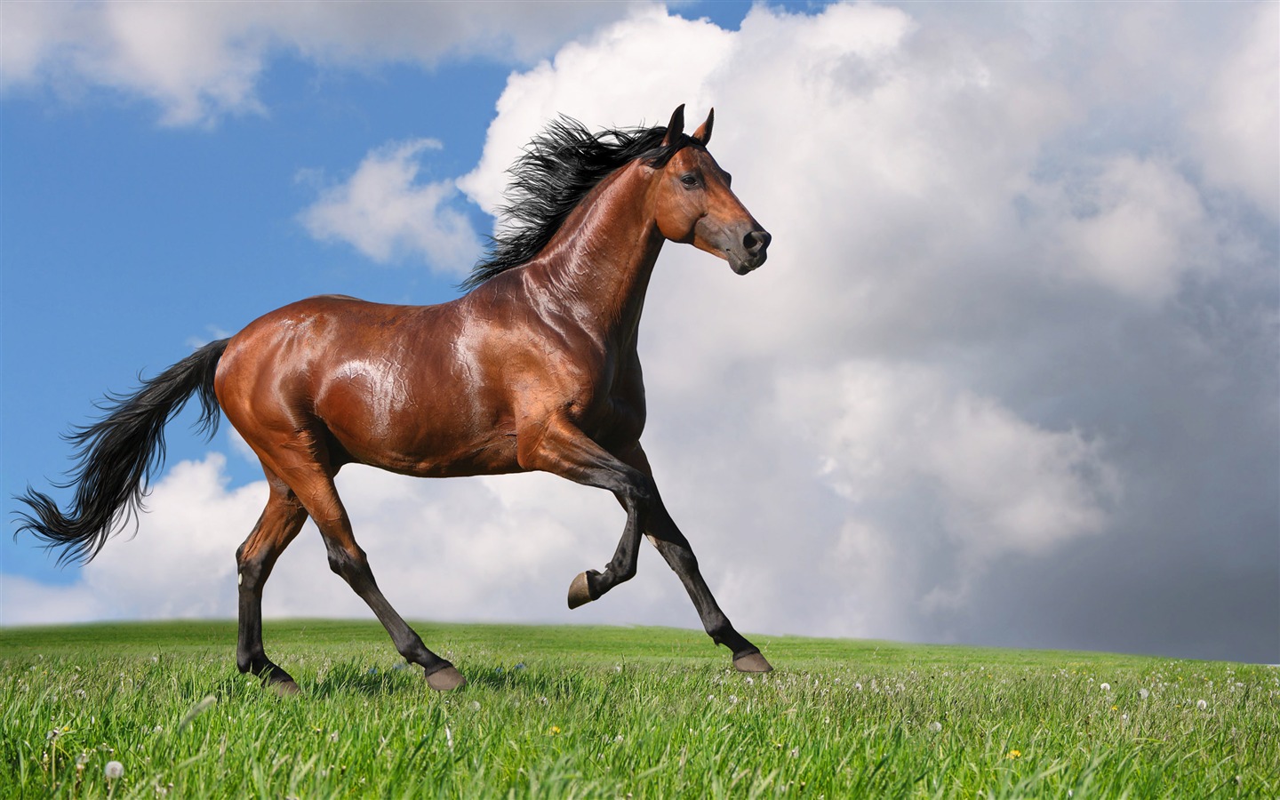 Супер лошадь фото обои (2) #2 - 1440x900