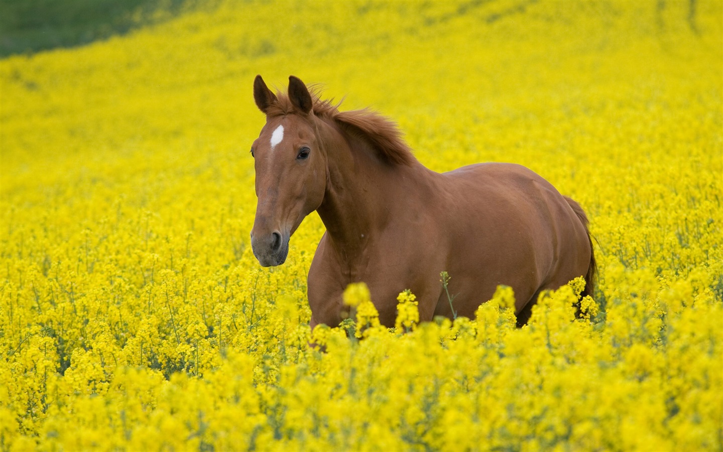 Super Pferd Fototapete (2) #3 - 1440x900