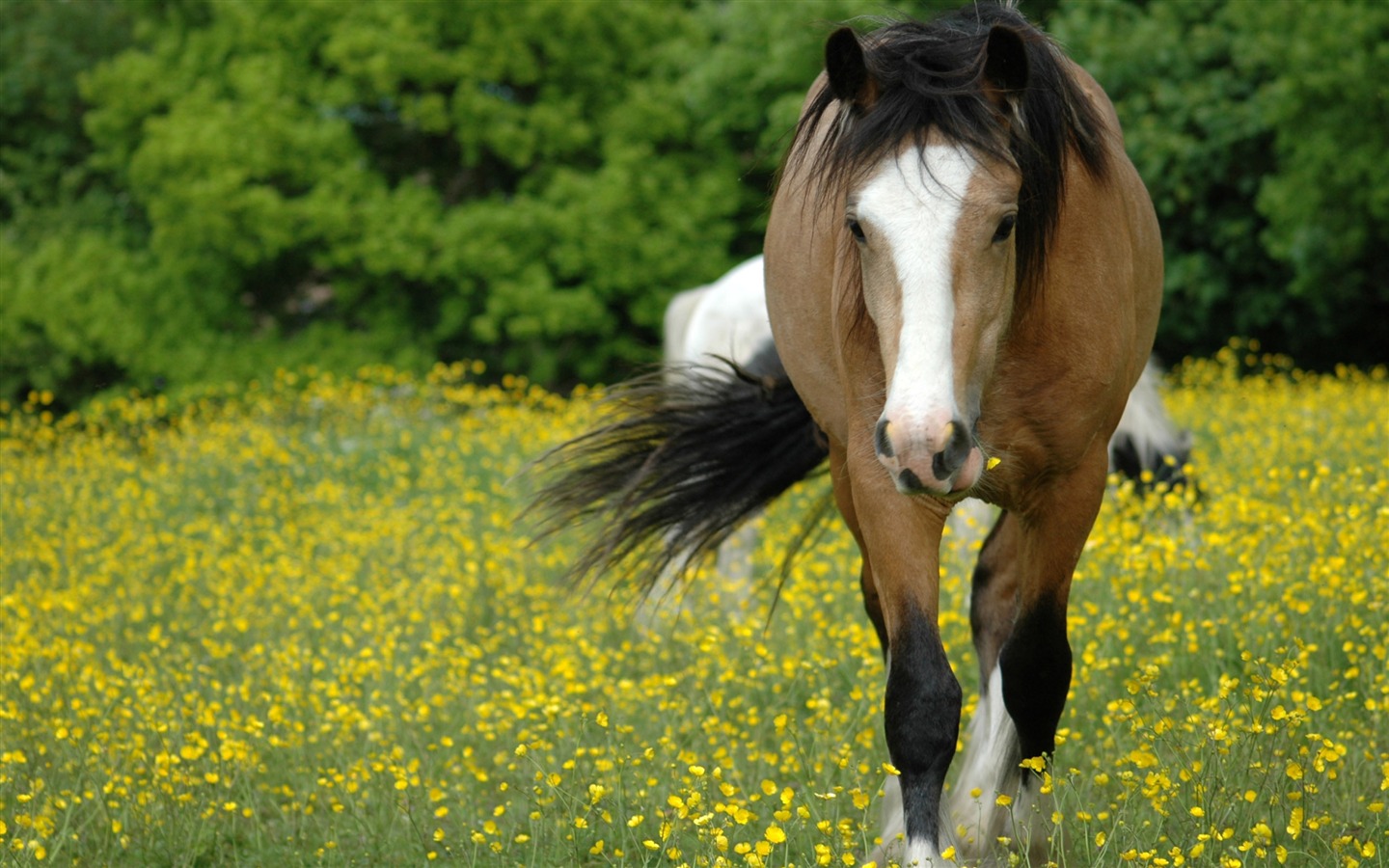 Fond d'écran Super photo cheval (2) #8 - 1440x900