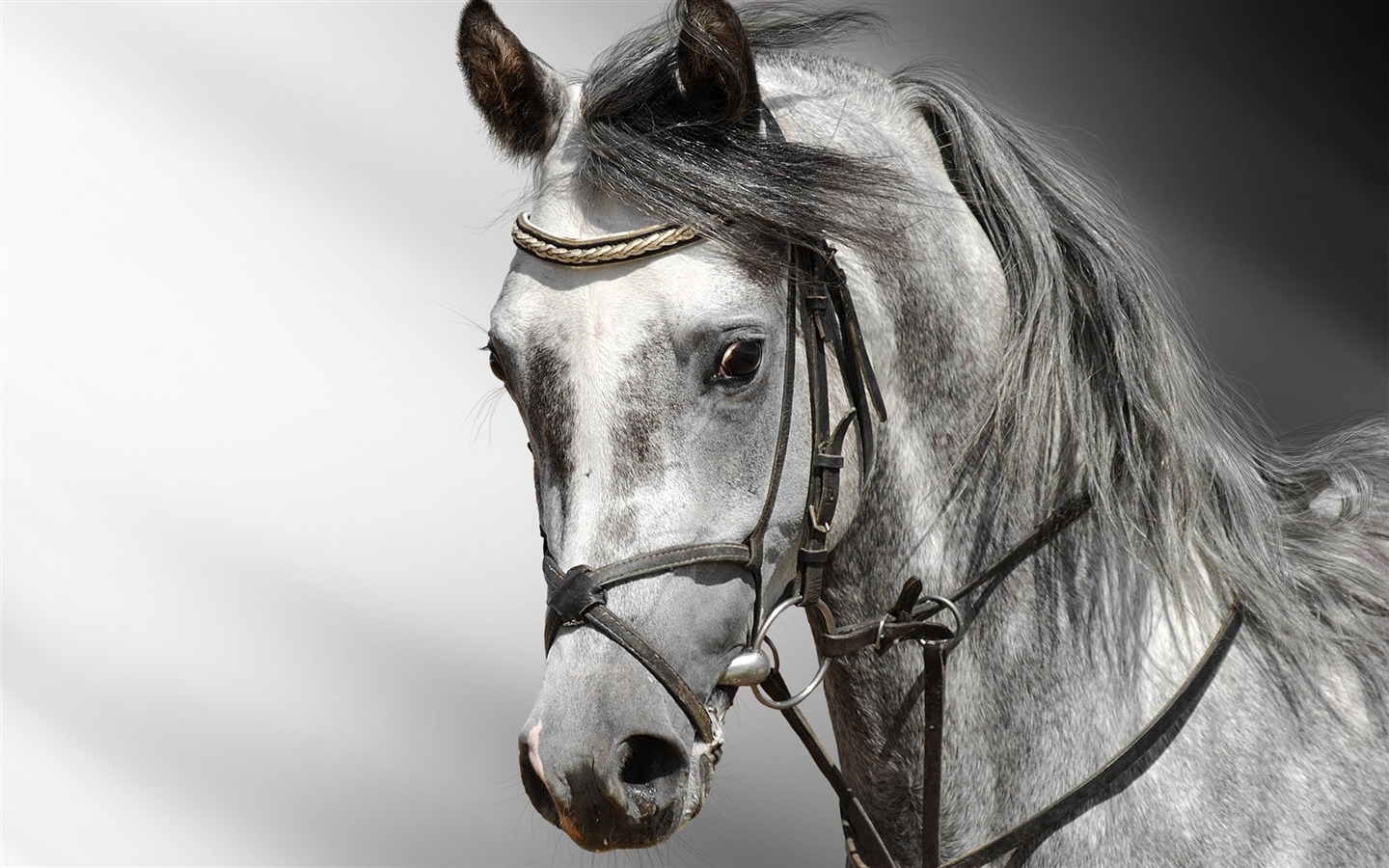 Супер лошадь фото обои (2) #9 - 1440x900