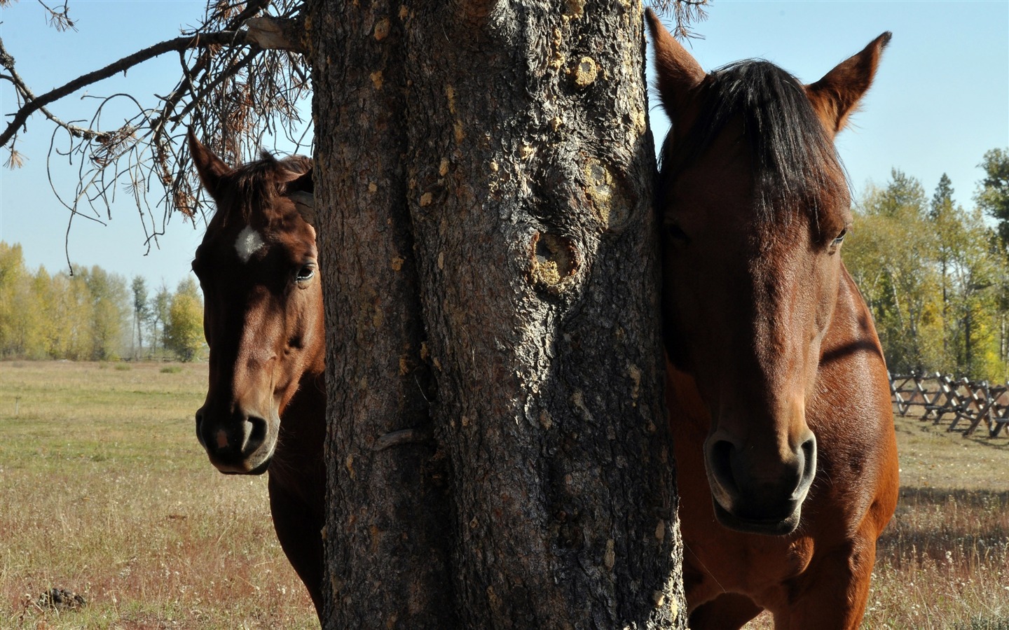 Супер лошадь фото обои (2) #10 - 1440x900