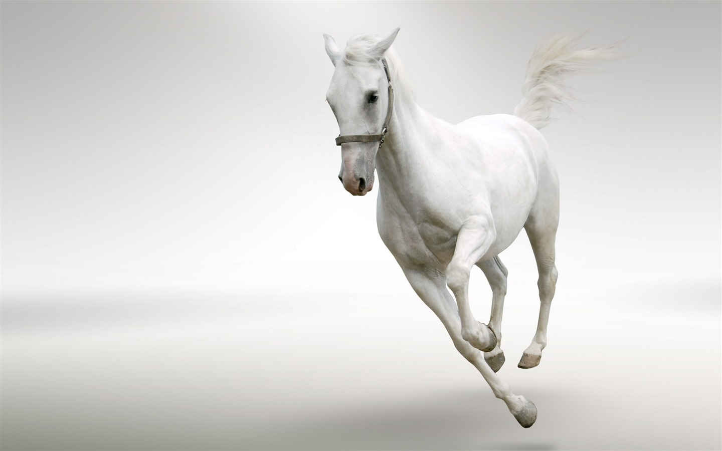 Супер лошадь фото обои (2) #14 - 1440x900