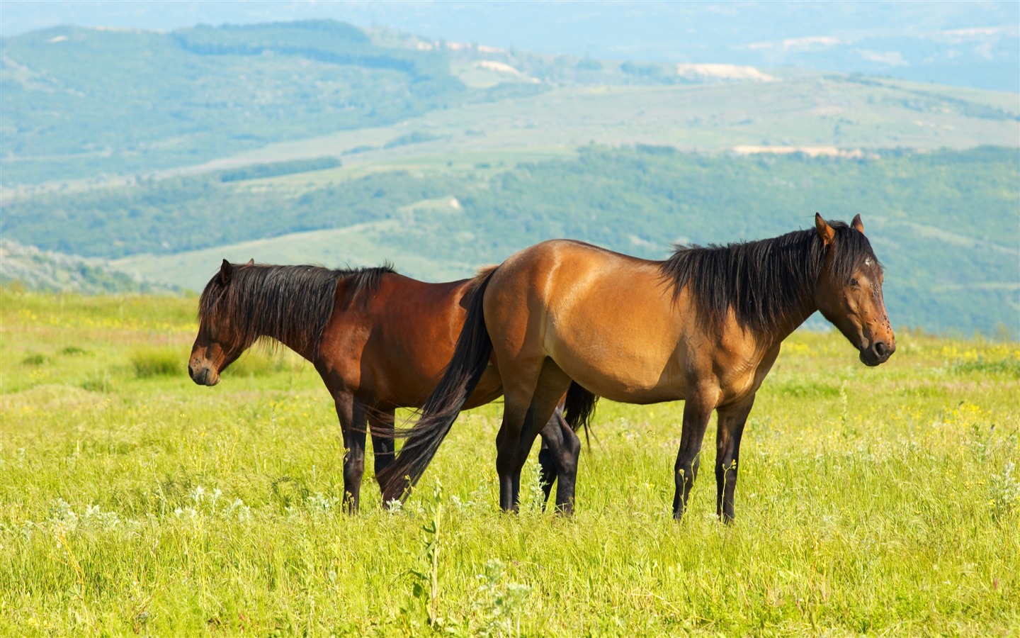 Супер лошадь фото обои (2) #16 - 1440x900