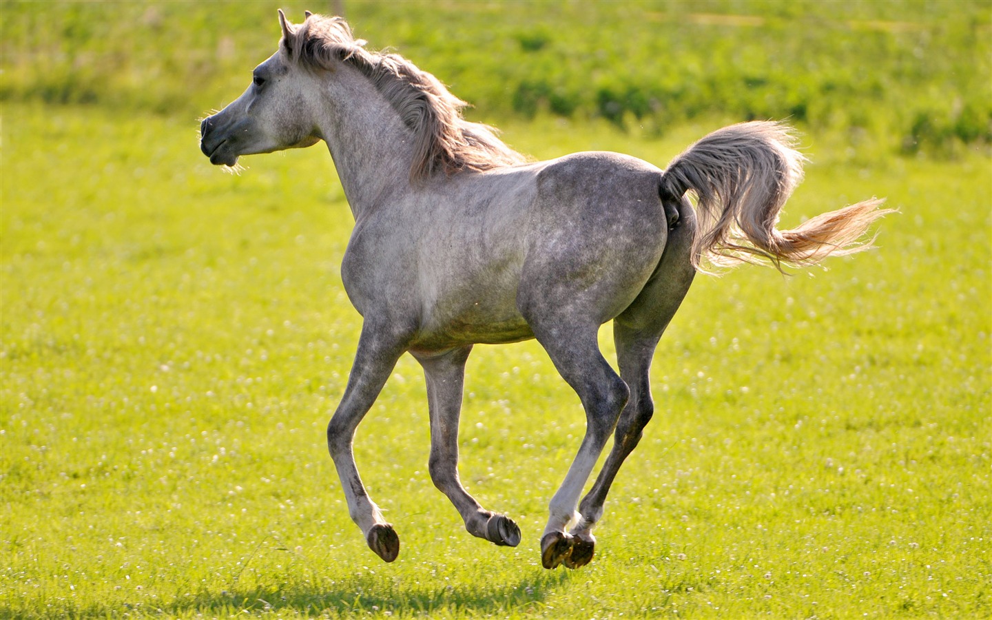 Супер лошадь фото обои (2) #18 - 1440x900