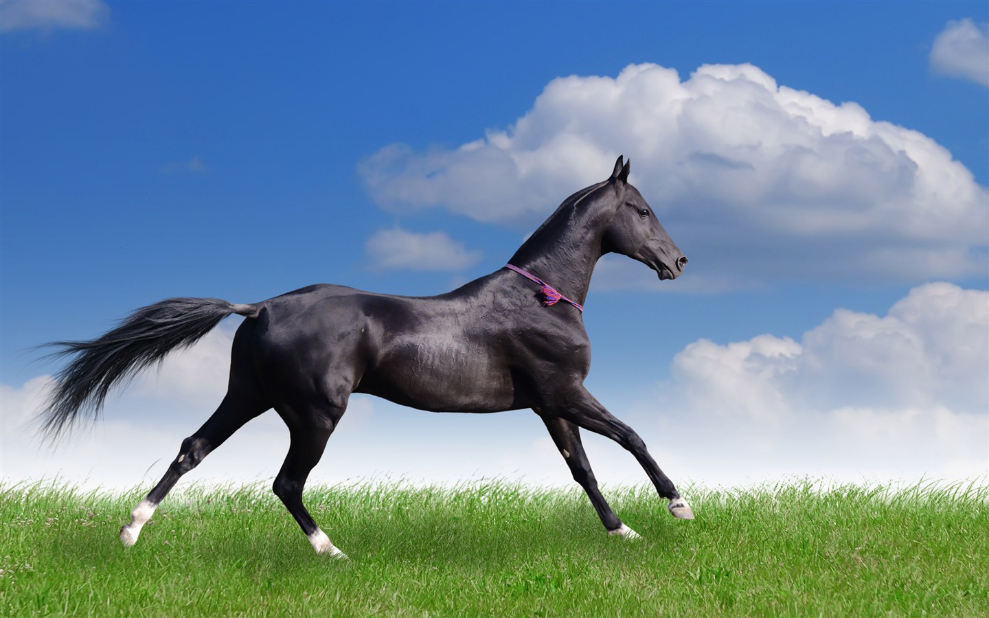 Super Pferd Fototapete (2) #19 - 1440x900