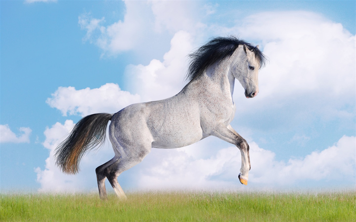 Супер лошадь фото обои (2) #20 - 1440x900