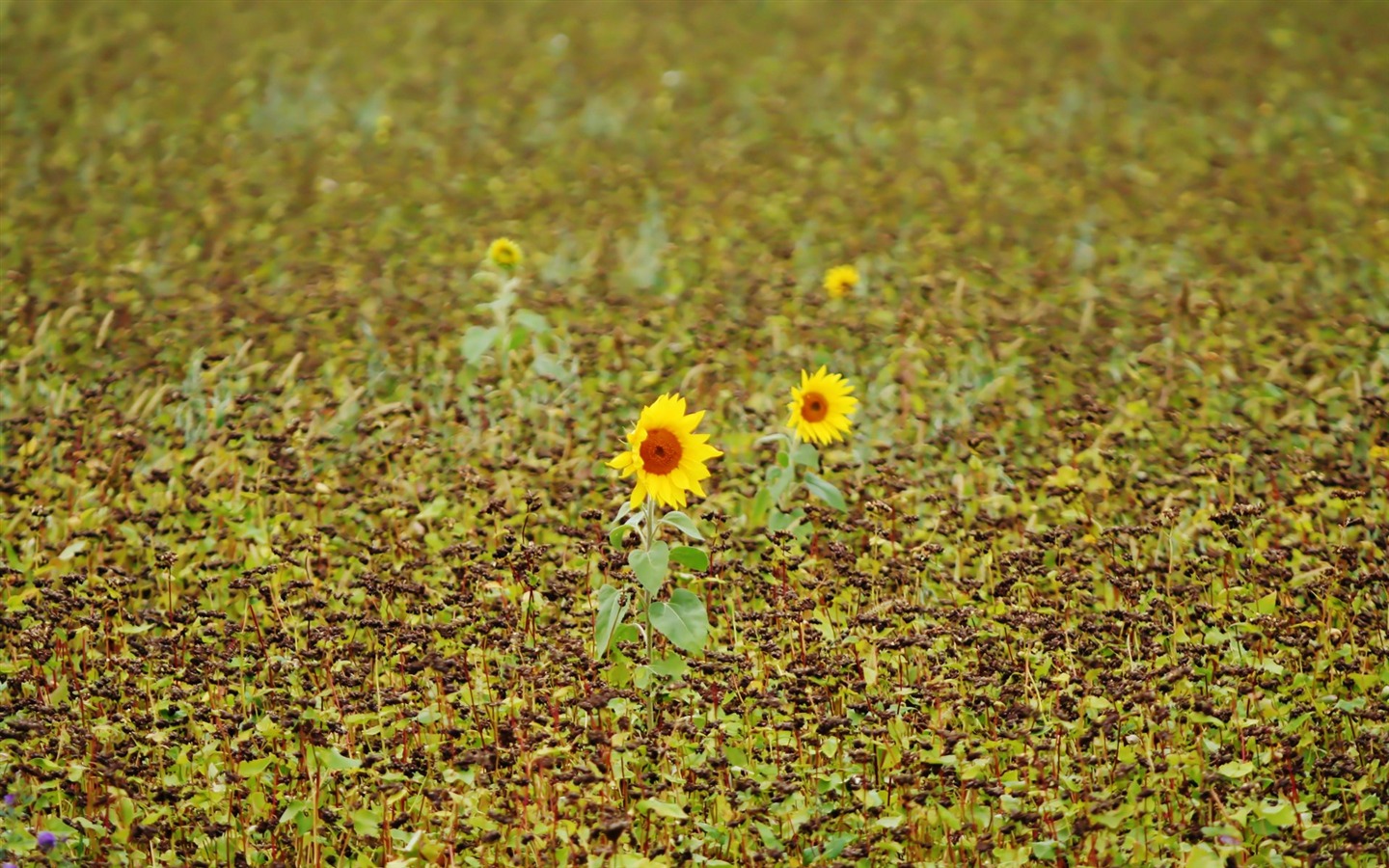 Paare von Blumen und grüne Blätter Tapete (2) #16 - 1440x900