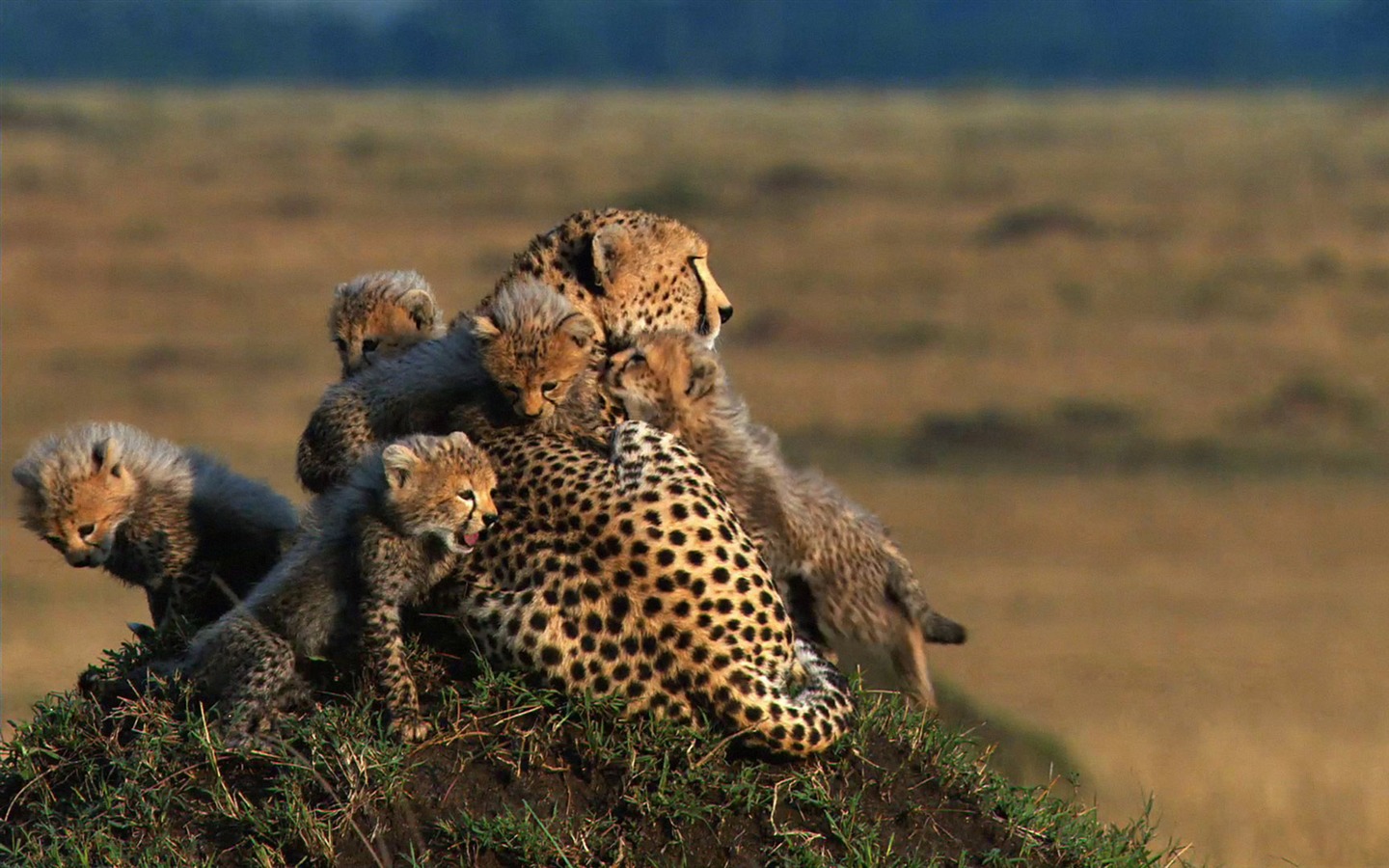 Африканский Кошки: Королевство мужество обои #7 - 1440x900