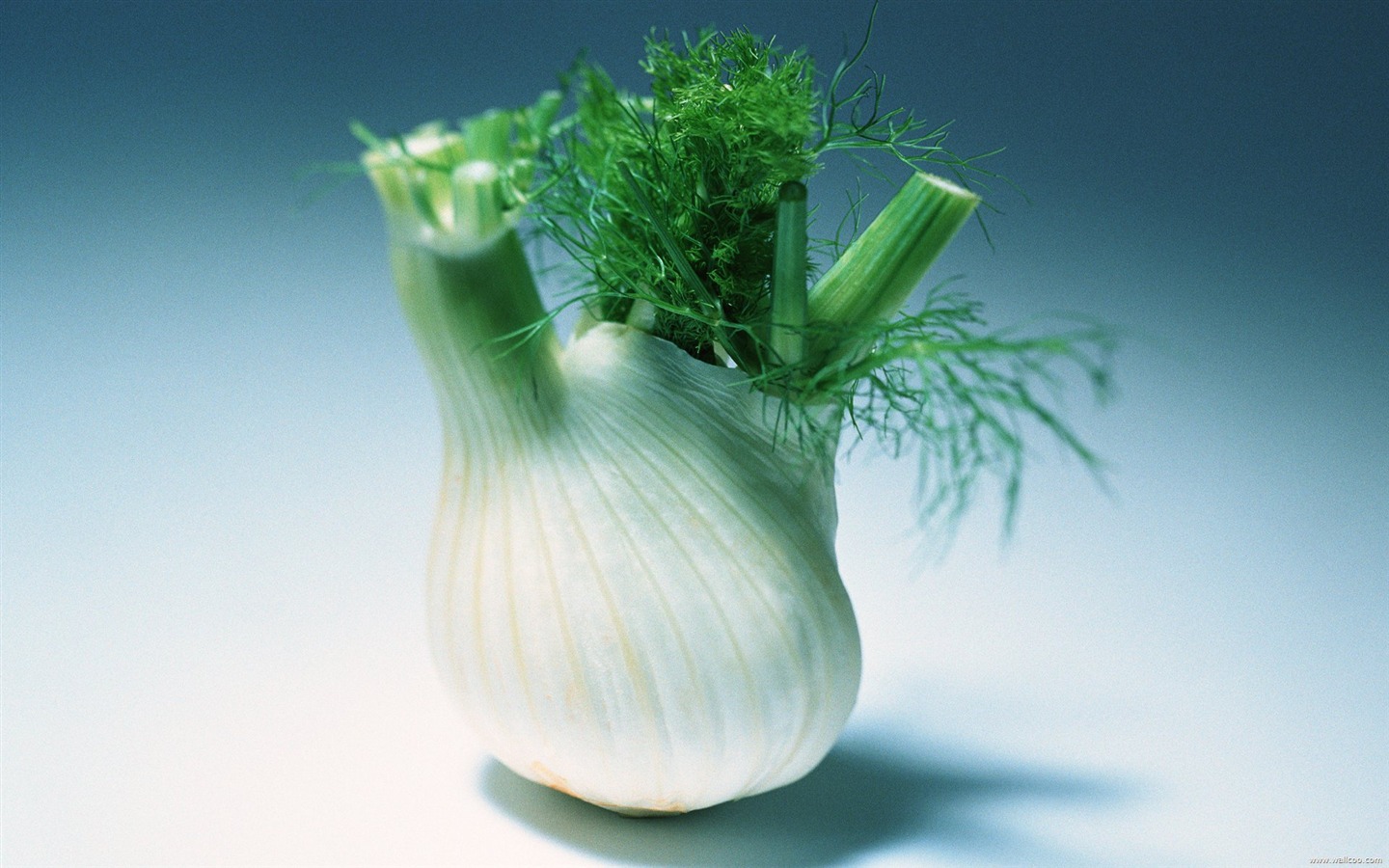 Обои зеленые здоровые овощи #13 - 1440x900