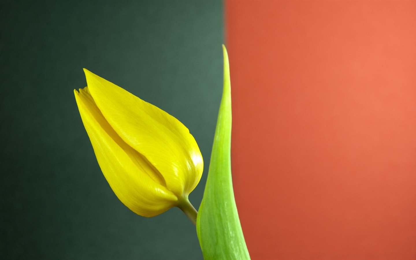 Широкоэкранные обои цветы макро (32) #17 - 1440x900