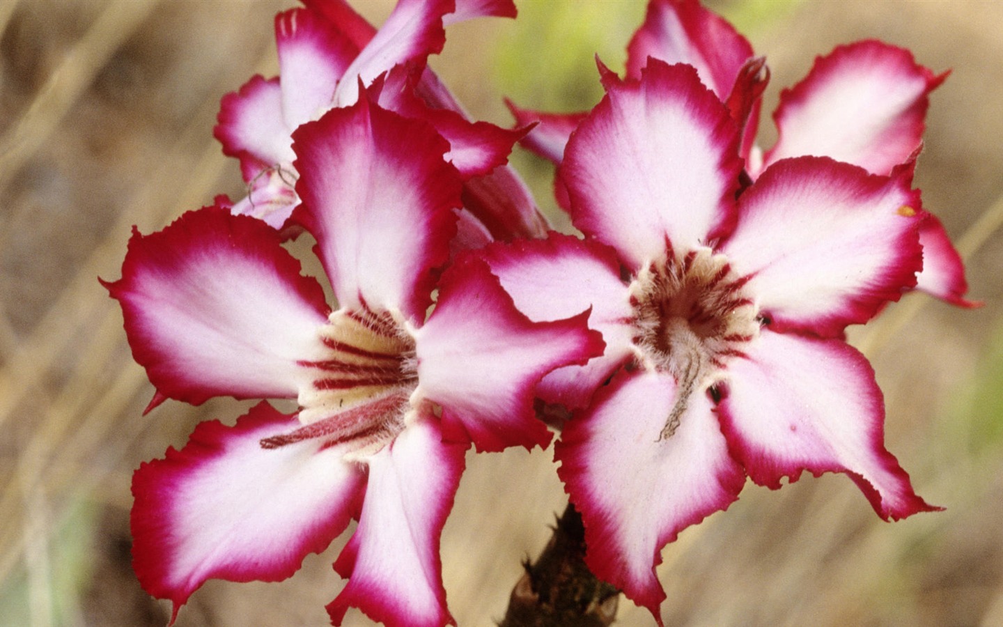 fleurs fond d'écran Widescreen close-up (33) #15 - 1440x900