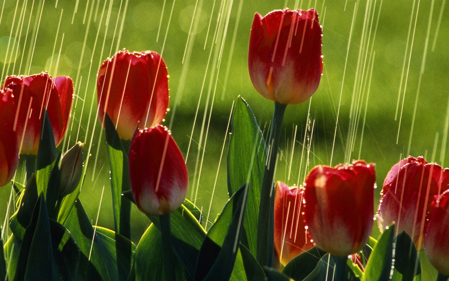 fleurs fond d'écran Widescreen close-up (33) #20 - 1440x900