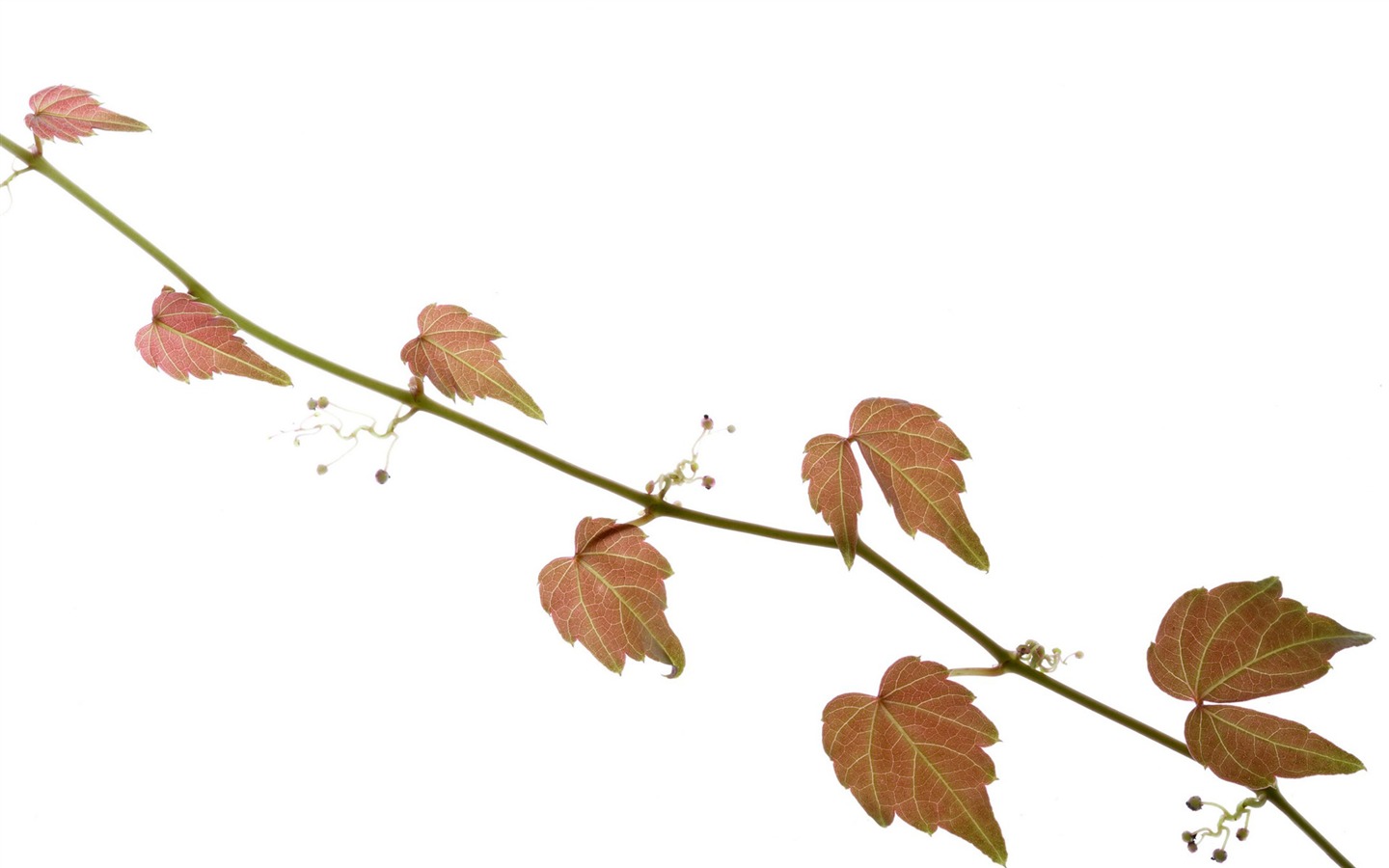 Les feuilles vertes fond d'écran #5 - 1440x900
