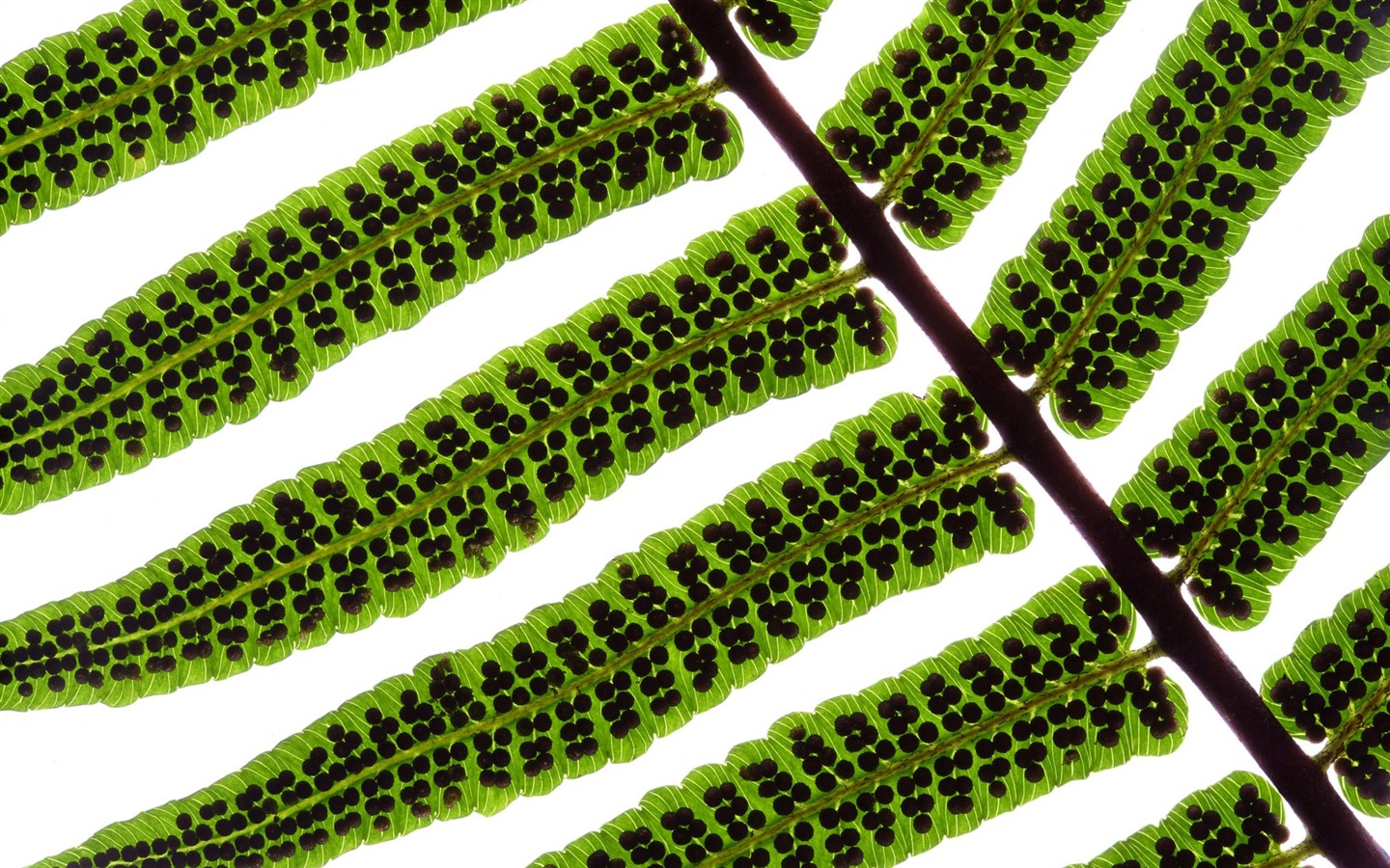 Les feuilles vertes fond d'écran #9 - 1440x900