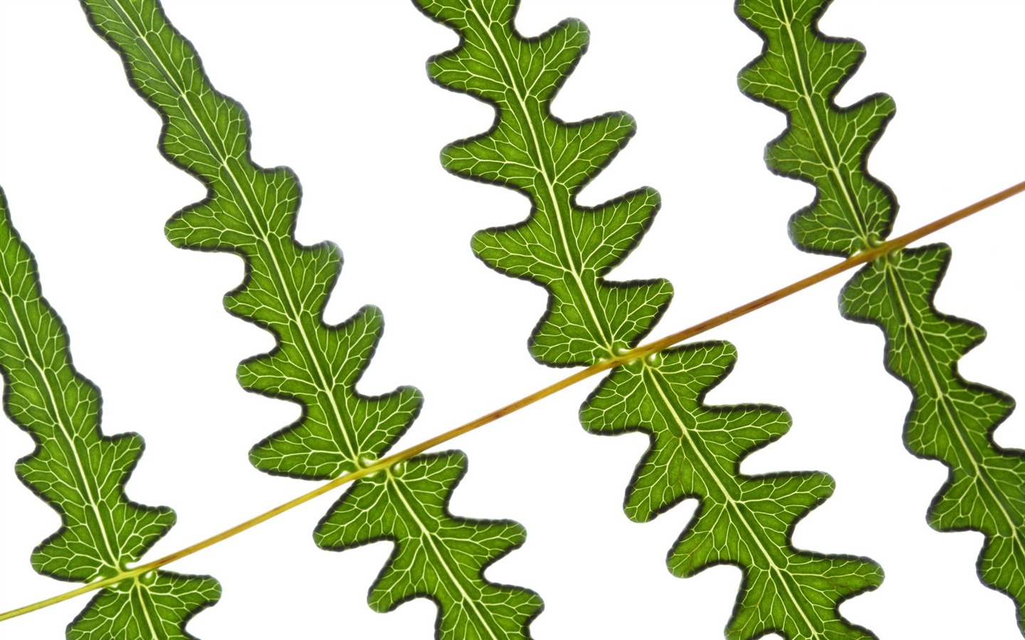 Les feuilles vertes fond d'écran #10 - 1440x900