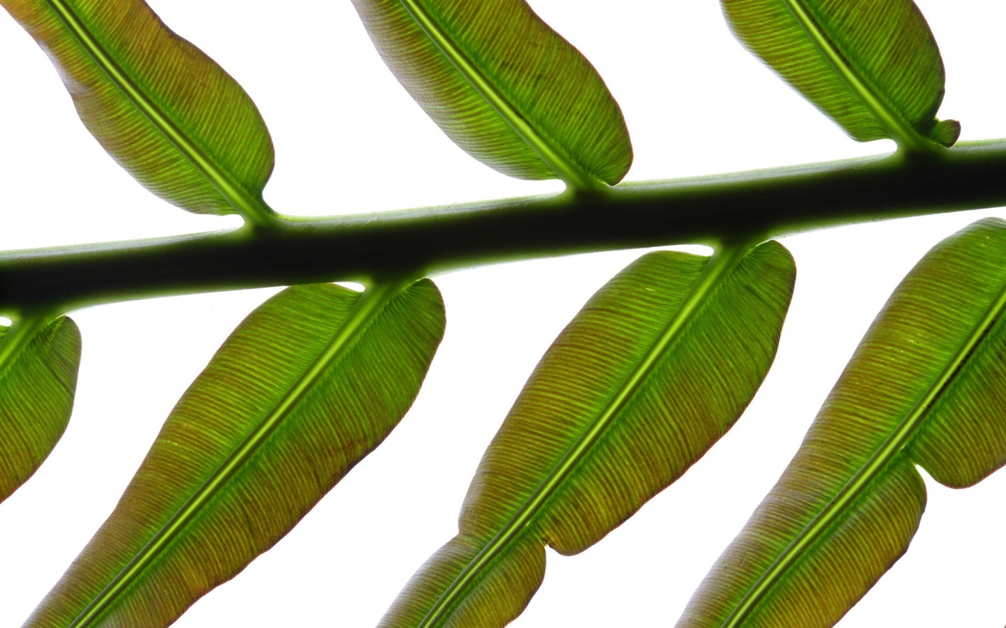 Les feuilles vertes fond d'écran #11 - 1440x900