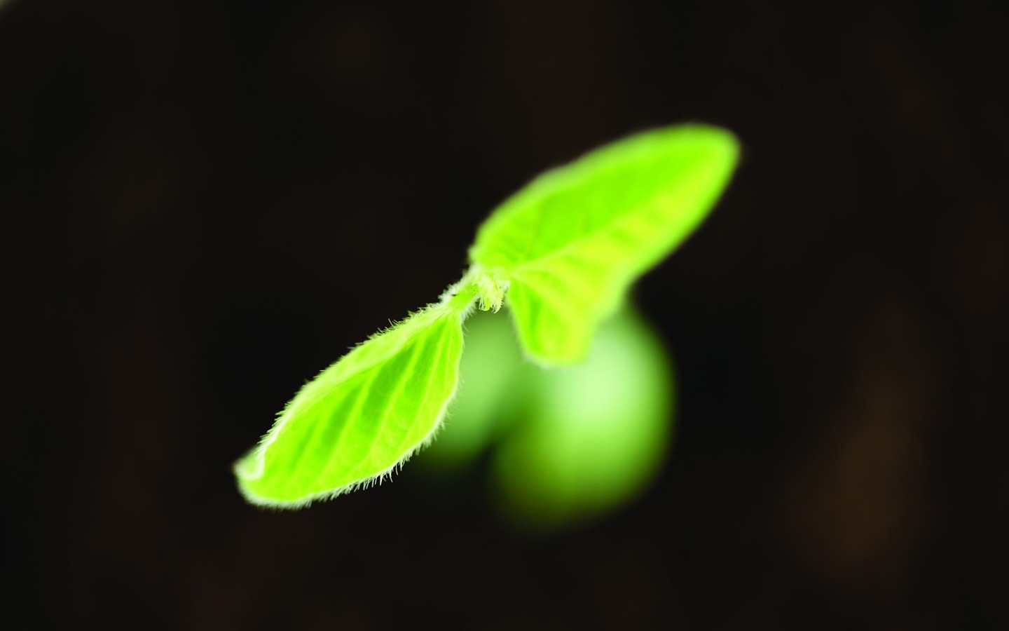 Plantas verdes sólo brotan fondos de pantalla HD #5 - 1440x900