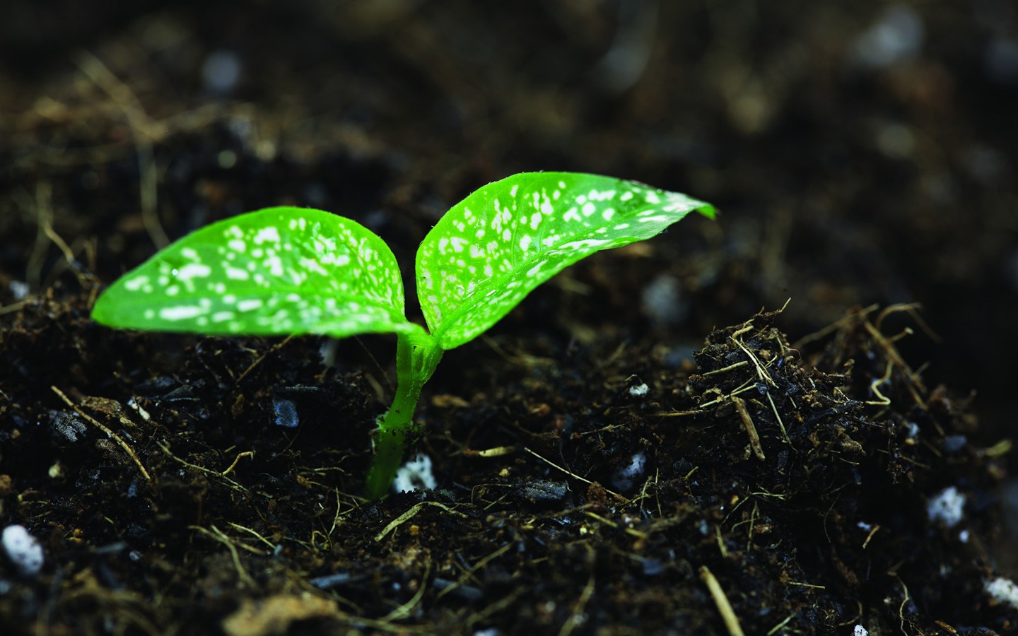 Green seedlings just sprouting HD wallpapers #17 - 1440x900